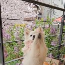 벨라애견카페 이미지