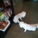 동인동물병원 이미지