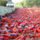 홍게천국 이미지