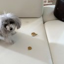 다나을동물병원 이미지