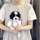 아이러브마이독 | 대구강아지분양 아이러브독대구점 실제분양후기