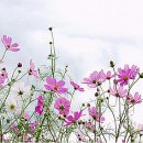 하얀달