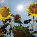 수원-1546 이미지