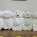 몽실몽실 애견미용 이미지