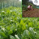 쉬리농장 이미지