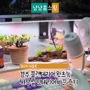 식물 인테리어 | 경주 플랜테리어 왓츠녹 식물로 사무실 인테리어 바꾼 후기