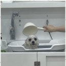 강아지 미용실 네이버블로그