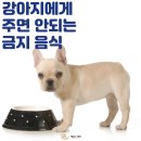 ﻿김해반려동물장례식장 강아지에게 주면 안되는 금지 음식 이미지
