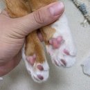 동물의료센터24인치 이미지