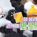 러브펫츠 이미지