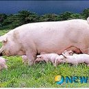 사창 축산 이미지