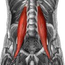 psoas major muscle(큰허리근) 이미지