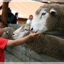 태백목장 이미지