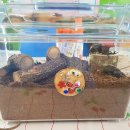 무지개 사슴농장 이미지