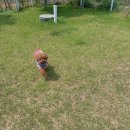 퍼피빌리티 이미지