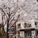 GS25 YG신사옥점 | ⊰✿•❀•인스타 거기? 서울 벚꽃 명소- 합정 희우정로, 경의선 숲길 (04/03)개화 상황⊰✿•❀•