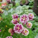 대연농원밥집 이미지