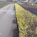 개나리농장 이미지