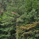 삼척활기자연휴양림 이미지