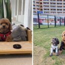 업 독 라이프 이미지