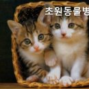 초원동물병원 - 고양시 일산서구 일산로 589 | 초원동물병원