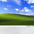 윈도 XP의 그 파란 언덕, 현재 모습은? 누런 포도밭 이미지