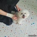 멍컷 | 구미 애견 미용 추천 멍뜰리에 비숑 곰돌이컷 후기
