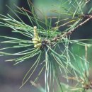 솔잎농장 이미지