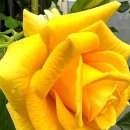 11월 27일 목요일 간추린 뉴스와 날씨 이미지