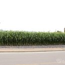 칠성보건지소 이미지