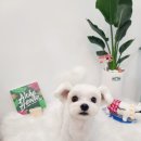 그루밍 하와이 이미지
