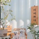 찌니베베 이미지