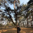 영월군 청령포-영월읍(다슬기), 소금빵-한반도지형-제천시(동문,내토,중앙시장) 이미지