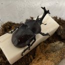 비비큐치킨온의점 이미지