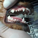 카페거리 동물병원 동행 이미지