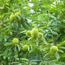 비봉산 투어로드 이미지