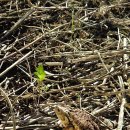 호계천변 이미지