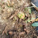 권관농장 이미지