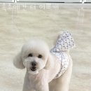 속초애견 더 이쁘개 이미지