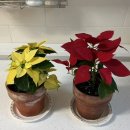 칠보, 오너먼트 이미지