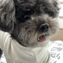 일중여행사주 | [호주워홀] D+12 브리즈번도착, 놀고먹고 돈 쓰기
