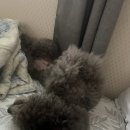 풀체라 | 아반떼 풀체인 전 CN7 구매하기 취소차 구매과정 및 신차구매후기
