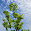 아들의 출장요리, 치킨 <b>피카타</b>