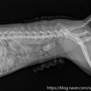 선부중앙동물의료센터 이미지