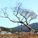 남해-276 Daum카페