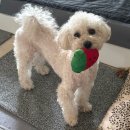 탱스땡스 이미지