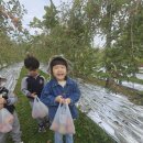 🌸보예반🍎사과따기체험🍎 이미지