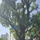 도봉 역사문화 길(1코스-연산군묘와 은행나무 길) | 북한산 둘레길 20길 19길, 조선 왕실 묘역까지 한눈에 보는 북한산우이역~도봉산역 코스