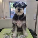 서현애견미용실 이미지