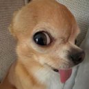 묭
